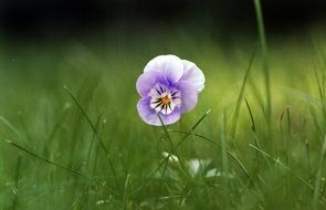 Beautiful violet, white and orange small viola flowers in a green field