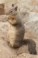 wonderful nice squirrel