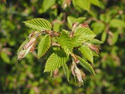 close-up beech leaves on a blurred background