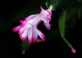 beautiful pink Schlummbergera flower in dark