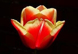 Tender yellow Red flower tulip blossom bloom