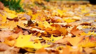 wonderful Yellow Leafs