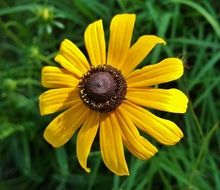 closeup view of yellow daisy among green grass