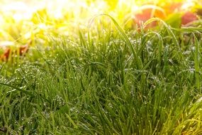 wonderful Meadow