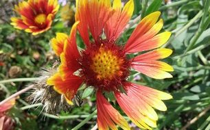 Blanket red Flower