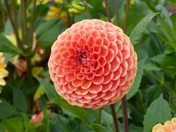 spherical orange dahlia on a bush