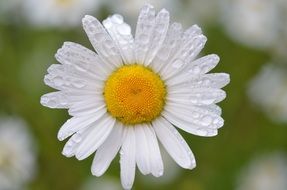daisy flowerhead in water drops