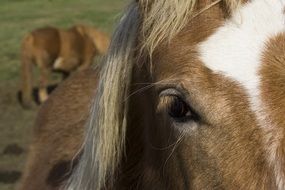 purebred horse in nature