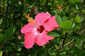 pink flower of hibiscus on a green bush close-up on blurred background