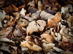 dry leaves on the ground in the forest in winter