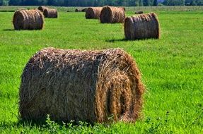 Dry haystacks on the beautiful green grass field