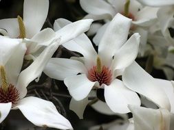 white Tree Tulip Flowers