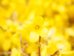 yellow flowers of forsythia