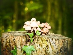 small mushrooms on old stump at forest