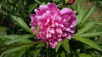 Peony Pink Plant