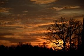 silhouettes of trees at dusk against the evening sky