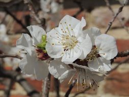 white Cherry Blossoms, macro