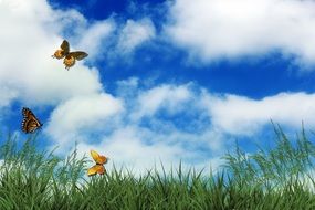incredibly handsome Butterflies