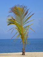 exotic Rostand island in Honduras