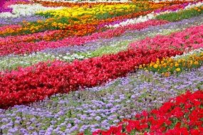 colorful bright Flower Beds