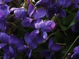 purple scented violets