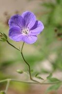 Purple cranesbill Flower Close-Up