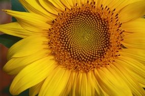 golden sunflower close up