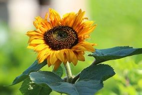 sunflower with a dark heart on a thick stalk