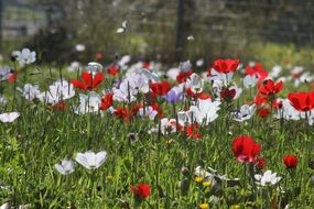 incredibly handsome Anemone Coronaria Flowers