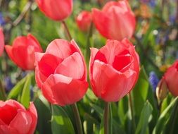 red tulips in springtime