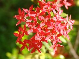 Egyptian Starcluster or Pentas lanceolata