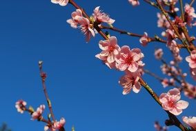 peach like a pink tree in spring