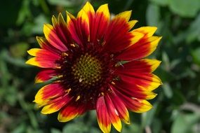 closeup view of bright summer flower