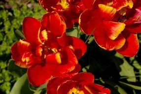 Beautiful red and yellow tulip flowers