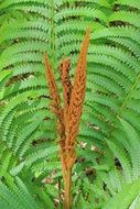 fern with brown inflorescences