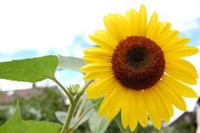 Sun flower in nature