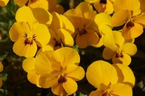 blooming pansies yellow flowers