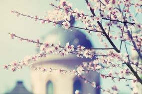 cherry blossoms on the background of the cathedral