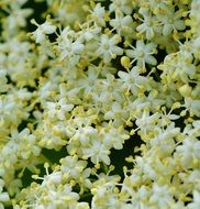 Closeup Picture of white Flowers