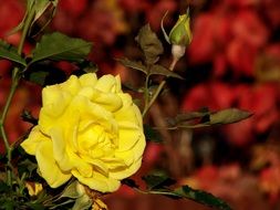 yellow rose with buds on a bush