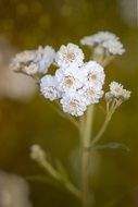 Ranunculus beautiful flower
