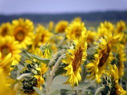 yellow Sunflowers Field