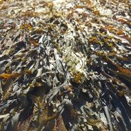 seaweed are washed ashore