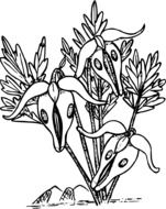 painted wild rare flowers