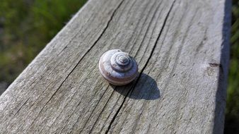 Shell Snail