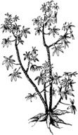 Arrowroot, Cassava Manioc, drawing