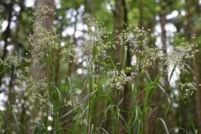 close up photo of grass in the forest