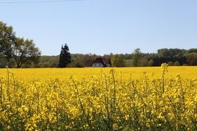Field Of Rapeseeds at Farm, landscape