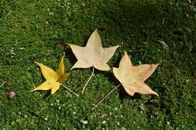 Meditation of the leaves on the grass