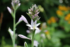 white summer flowers on blurred background